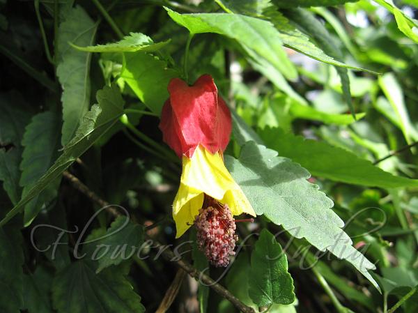 Trailing Abutilon